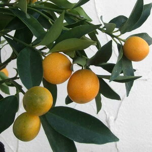 �ʎ��̕c/�L���J���F�v�`�}���L���J��4�`5���|�b�g