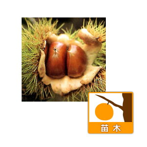 ʎ̕c/NiIjFˁiݍj4`5|bg