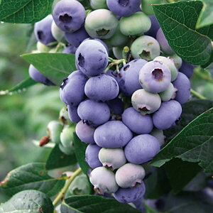 ʎ̕c/u[x[inCubVnjF_[5|bg