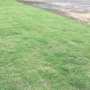 ł̎iƖpjFmVo@Rph 500g