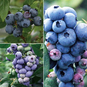 ʎ̕c/u[x[FnCubVn35󕲎Zbgif[NEXp^E_[j