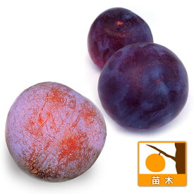 果樹の苗/スモモ(プラム）2種受粉樹セット：貴陽（キヨウ）サンタローザ