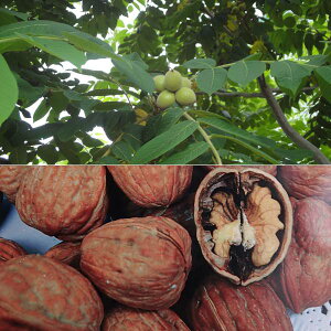 ʎ̕c/N~2󕲎ZbgFJVN~ƐMZN~