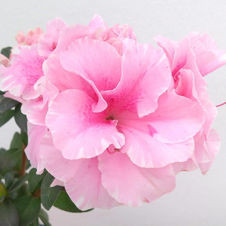 楽天市場 アザレア エターナル 薄ピンク系 4号鉢 サラレス入り 園芸ネット プラス