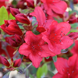 Ԗ ؂̕c/NccWF΂̍iЂ̂Ɂj5|bg5Zbg