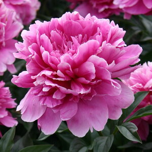 Ԃ̕c/VNNi䉖jFؐC̓Ti傭̂Ăj4|bg