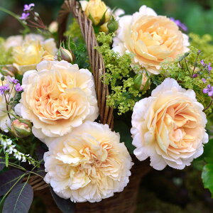 o̕c/fo[[YFAEm[g6pA*