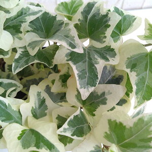 Ԃ̕c/wfiACr[jFVg̉H3.5|bg