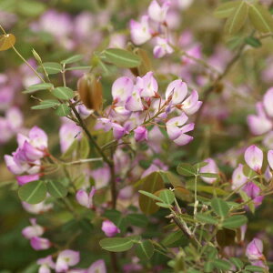 Ԗ ؂̕c/nMijF_씋iEinMj3-4|bg