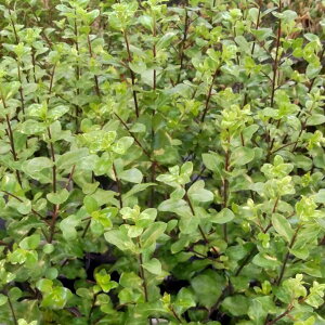 Ԗ ؂̕c/sbgX|FVo[V[3|bg