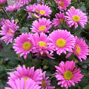 Ԃ̕c/uLJFtXRLfB3-3.5|bg