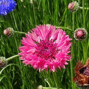 Ԃ̕c/ԑEbh3|bg 2Zbg