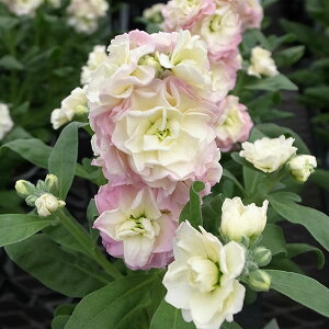 Ԃ̕c/[]XgbNFxCr[@C{[3.5|bg 24Zbg