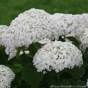 Ԗ ؂̕c/AWTCiAJjFAix@veB@N[3.5|bgiFAixRpNgj