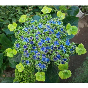 Ԗ ؂̕c/KNAWTCF哇Ή3.5|bg