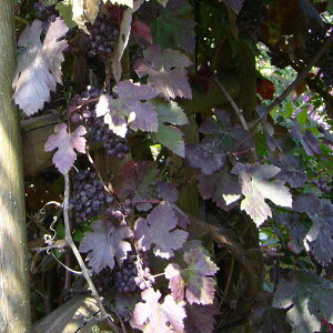 Ԃ̕c/[bpuhEFvvA2.5|bg