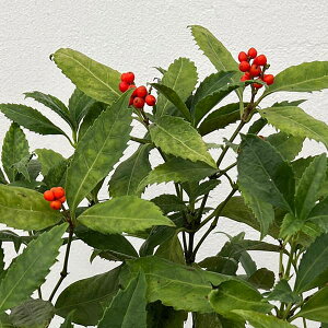 Ԗ ؂̕c/痼iZEjF痼Ez̕xP5A