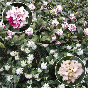 Ԗ ؂̕c/W`EQiԁjFԉ EԃZbg4.5`5|bg