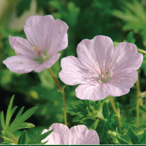 Ԃ̕c/QjEFTMlE XgA^ij3.5|bg