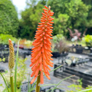 Ԃ̕c/i킯jNjtHtBAigg}jFeBV[4.5|bg