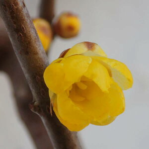 Ԗ ؂̕c/EoCFitNWj6|bgE[gobN