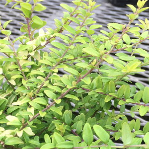 Ԃ̕c/jZFjeB_ I[A3|bg 2Zbg