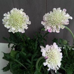 Ԃ̕c/XJrITi}cV\EjFƂǂ 3|bg