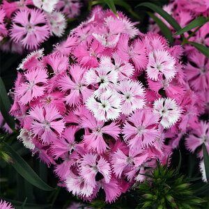 ���Ԃ̕c/[�I���Z�[��]�i�킯��������j�_�C�A���T�X�F���b�N�� �s���N�}�W�b�N3-3.5���|�b�g