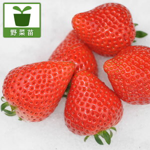 ؂̕c/C`SFڂ3.5|bg