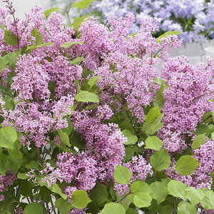 Ԗ ؂̕c/CbNih[tE^jFt[tFXeBo@sN3.5|bg