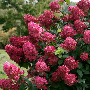 Ԗ ؂̕c/[]mEcMiЋ؁jF}LVt@C[Cg5|bg3ZbgiFt@C[Cgj