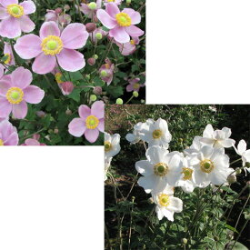 草花の苗/シュウメイギク（秋明菊）：2種（白花一重・桃花一重）3号ポット2株セット