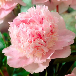 Ԃ̕c/VNNi䉖jF GfXpt[4|bg