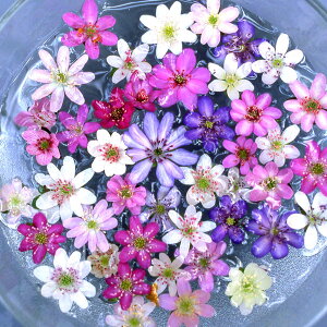 R쑐̕c/ኄFԐF~bNX2.5|bg