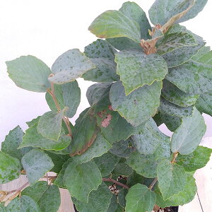 �Ԗ� ��؂̕c/�V���o�i�}���T�N�i�t�H�T�M���j�F�u���[�V���h�E6���|�b�g