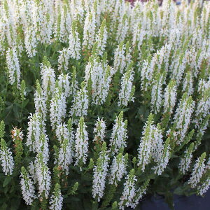 Ԃ̕c/[]TrAFl[TXm[q3`3.5|bg 24Zbg