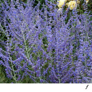 Ԃ̕c/[]VAZ[W:u[XpC[3-3.5|bg 24Zbg