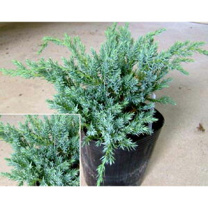 Ԗ ؂̕c/WjyXFu[J[ybg5|bg 8Zbg