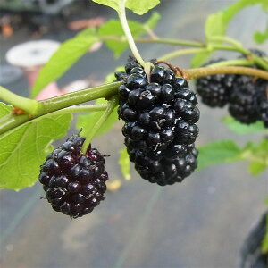 ʎ̕c/[]}x[iKjFKiII~Oj6|bg