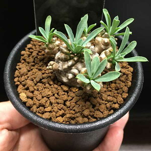 ϗtA/[tHrAFRiKrUj2.5A