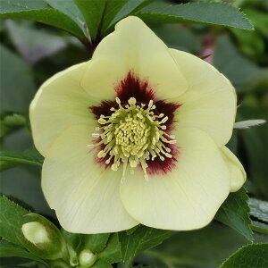 �N���X�}�X���[�Y�F�u�΁i�ق���сj5���|�b�g