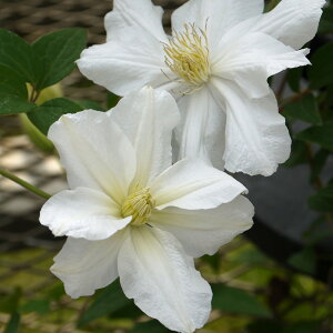 N}`X̕c/N}`XFzCg Ax4|bg(CeOtHAn)