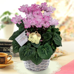 VNFtFA[sR Xgx[tby5AyJSzO[