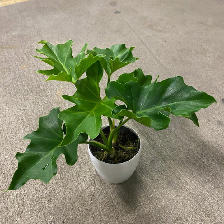 楽天市場】観葉植物/フィロデンドロン：セローム 3.5号 : 園芸ネット 