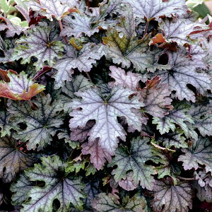 Ԃ̕c/q[PFNbNhACX3|bg