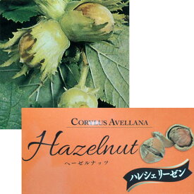 果樹の苗/ヘーゼルナッツ（西洋ハシバミ）：ハレシュリーゼン4.5～5号ポット