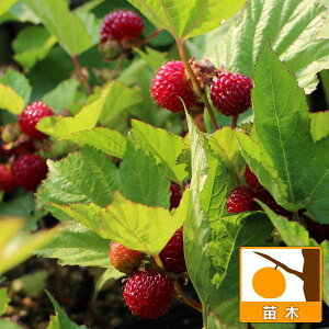 ʎ̕c/Yx[Fbhh[i剤j4`5|bg