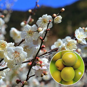 ʎ̕c/Ei~jFȂ񂱂i썂j4`5|bg