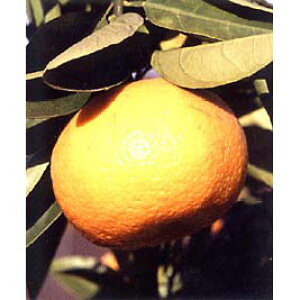 ʎ̕c/A}ic~JFxjA}icigÉāj4`5|bgږؕc