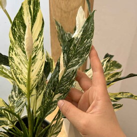観葉植物/スパティフィラム：いせ姫（斑入り） 4号鉢入り